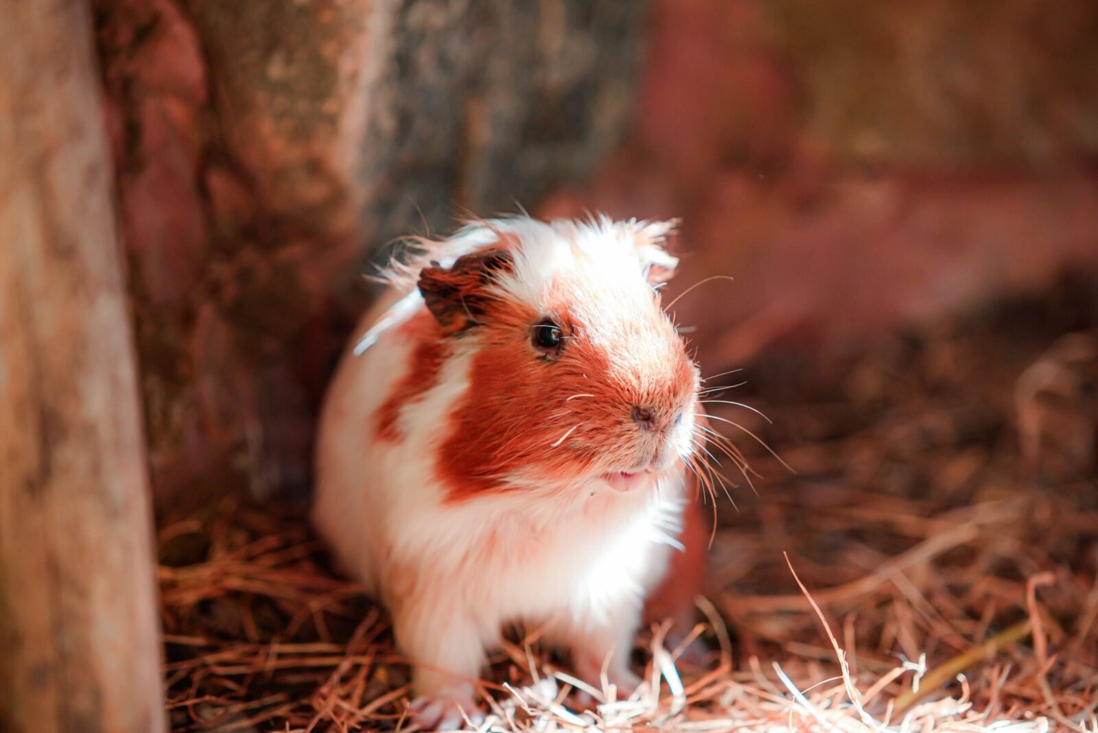 A cute guinea pig sits on straw in a warm, rustic environment.