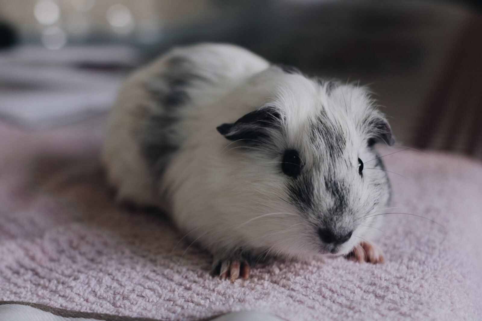Cute guinea pig resting on a soft pink towel indoors, creating a cozy pet scene.