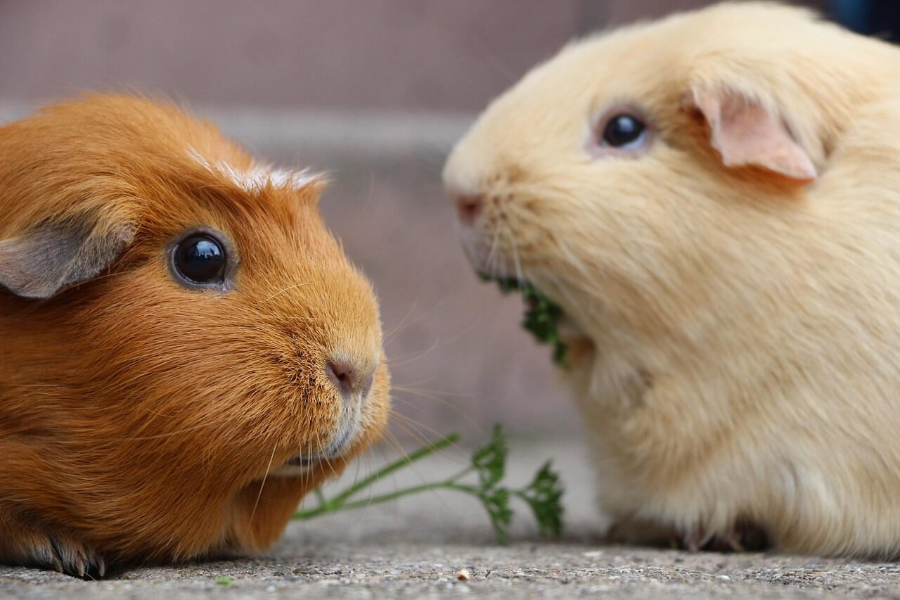 guinea pig, rodent, mammal, smooth hair, fur, close up, wildlife, animal photography, guinea, brown, nature, animal, domestic animal